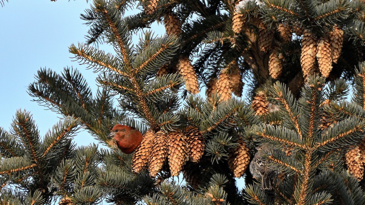 Red Crossbill - ML613545089