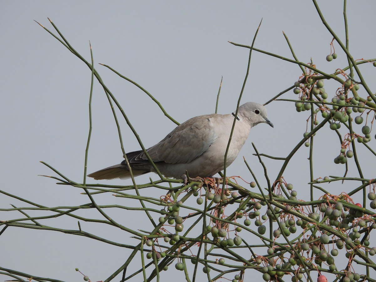 Eurasian Collared-Dove - ML613545152