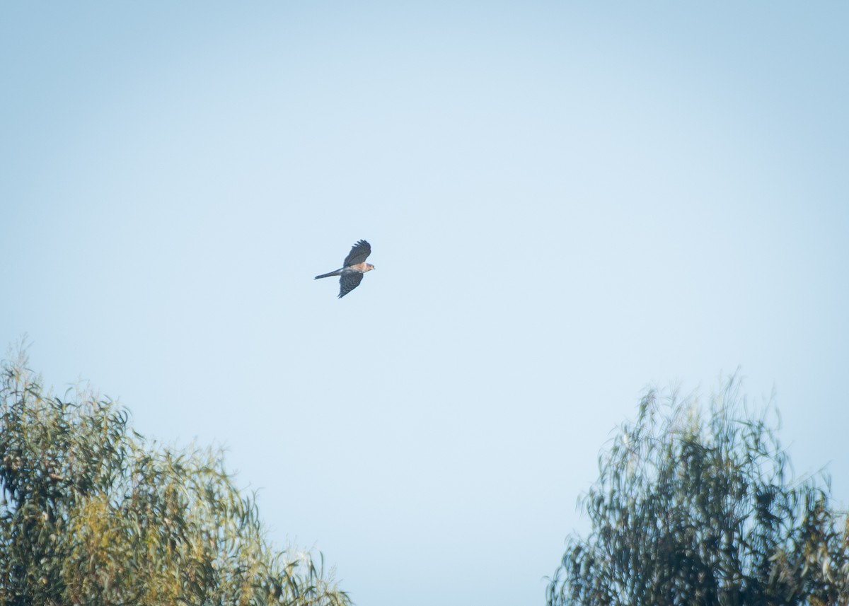 Eurasian Sparrowhawk - ML613545162