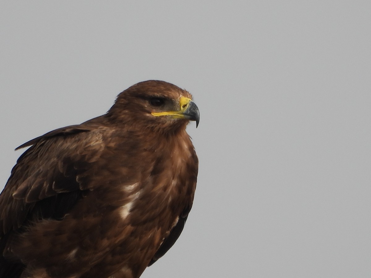 Steppe Eagle - ML613545168