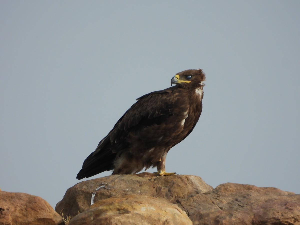 Steppe Eagle - Srushti Bokil