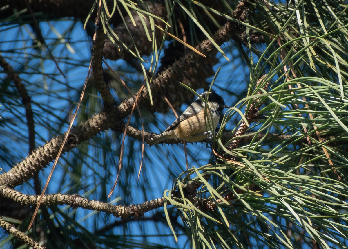 Coal Tit - ML613545188