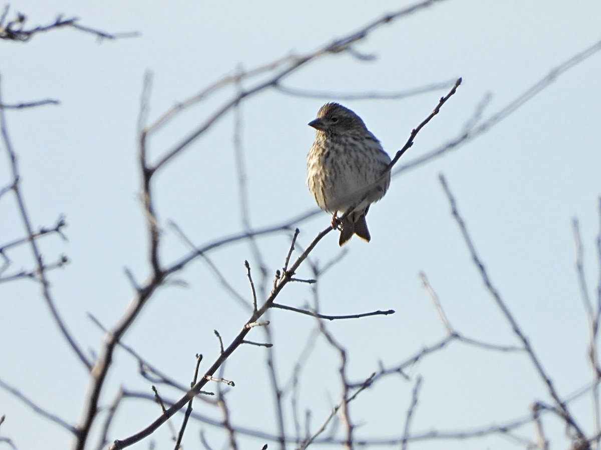 Cassin's Finch - ML613545238