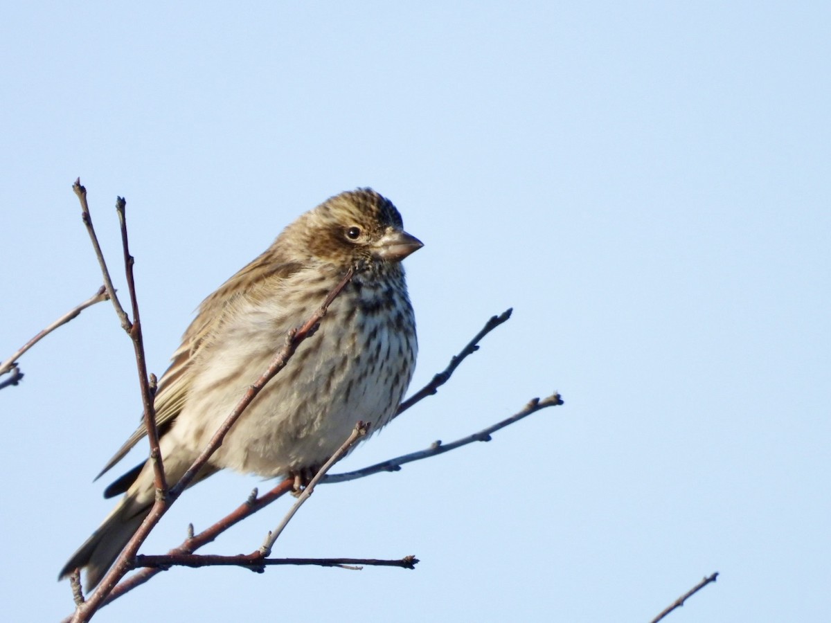 Cassin's Finch - Heather T.
