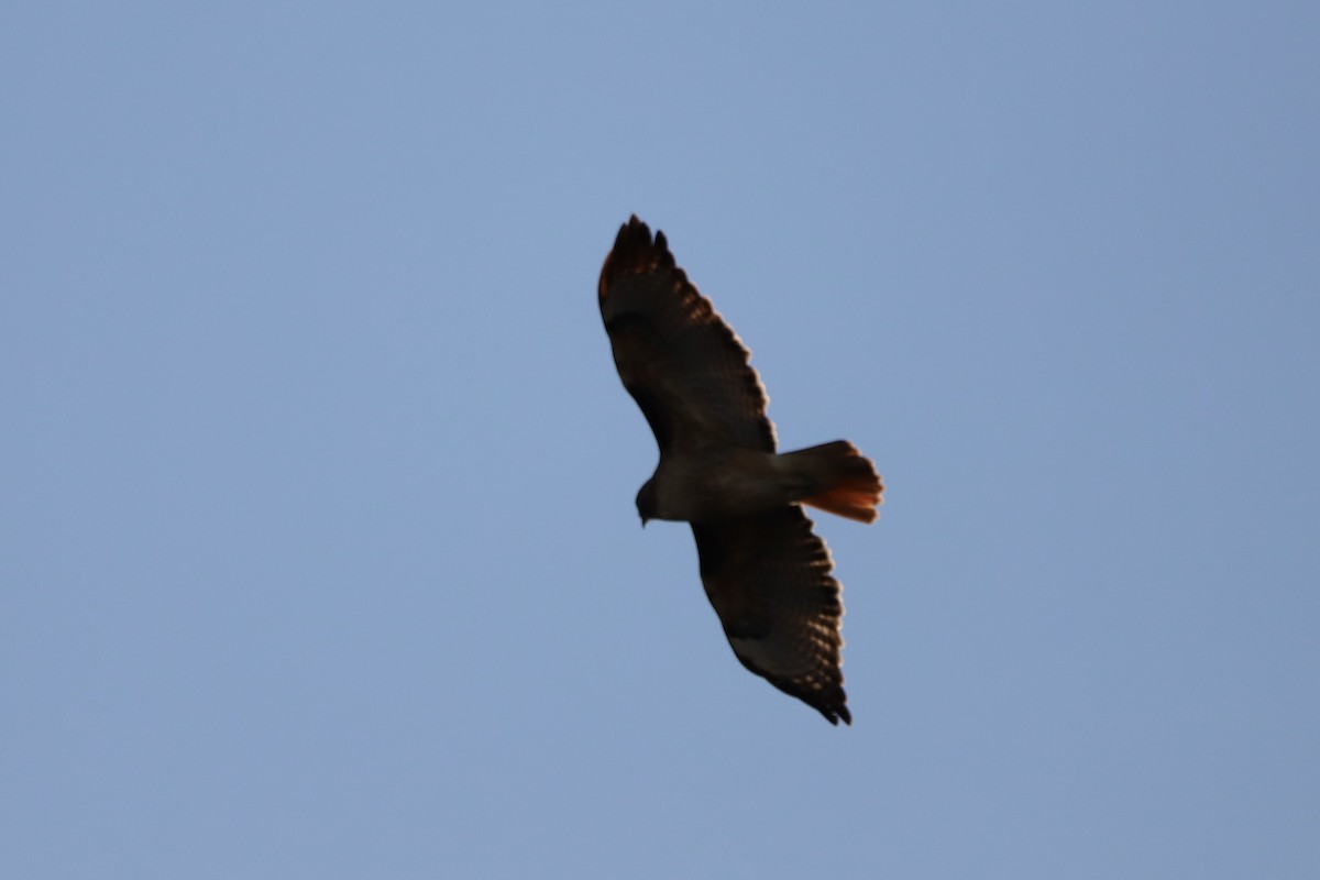 Red-tailed Hawk - ML613545241