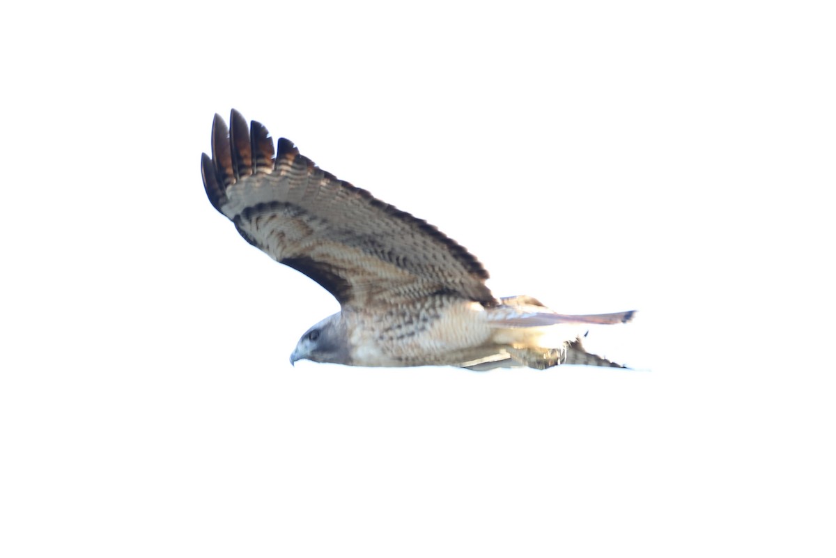 Red-tailed Hawk - ML613545242