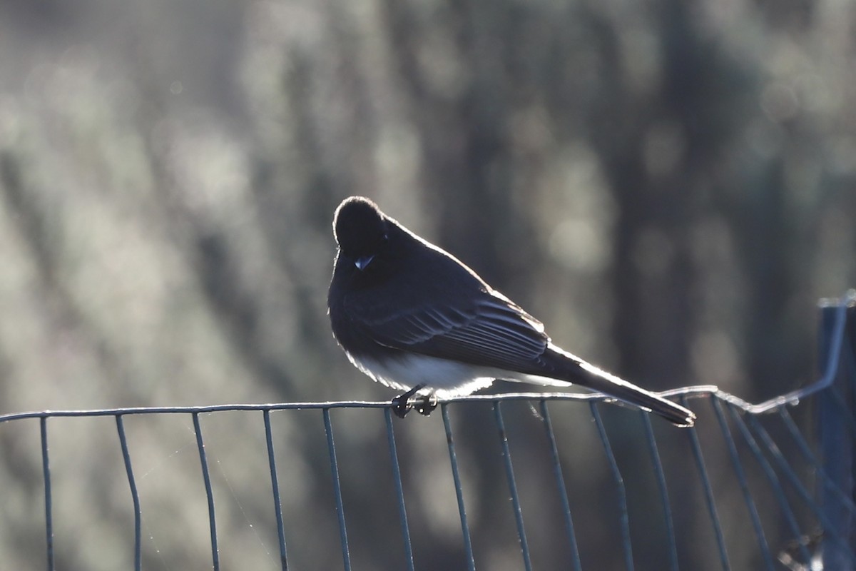 Black Phoebe - ML613545247