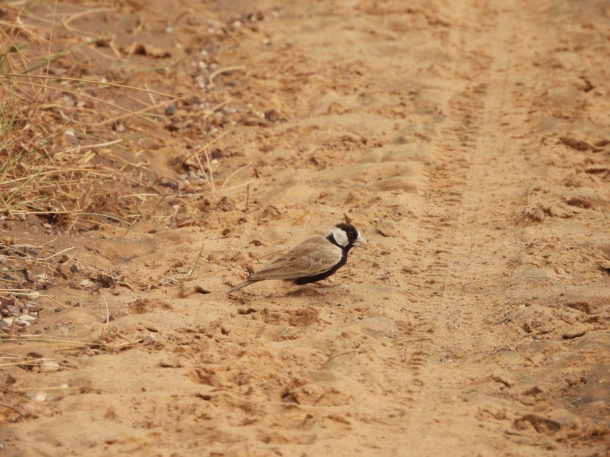 Black-crowned Sparrow-Lark - ML613545254
