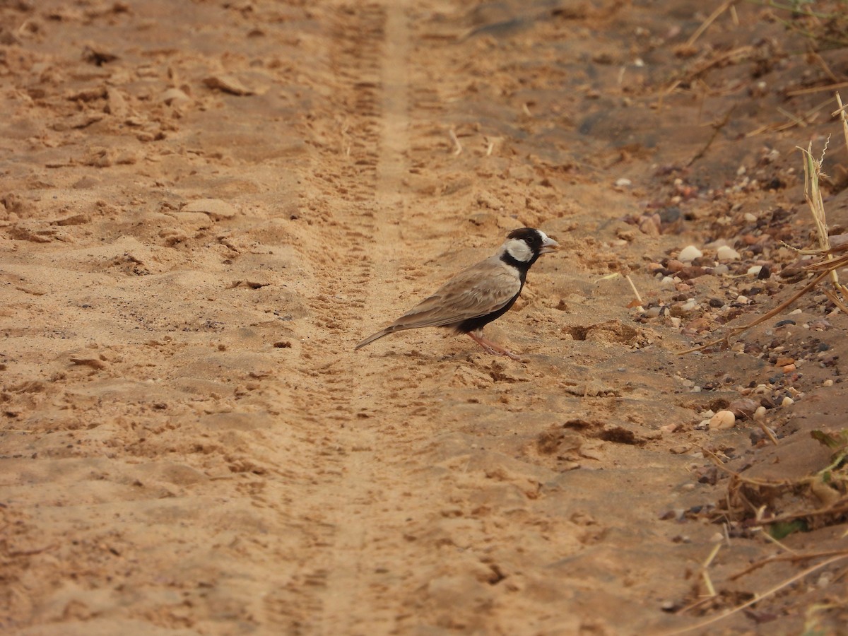 Black-crowned Sparrow-Lark - ML613545255