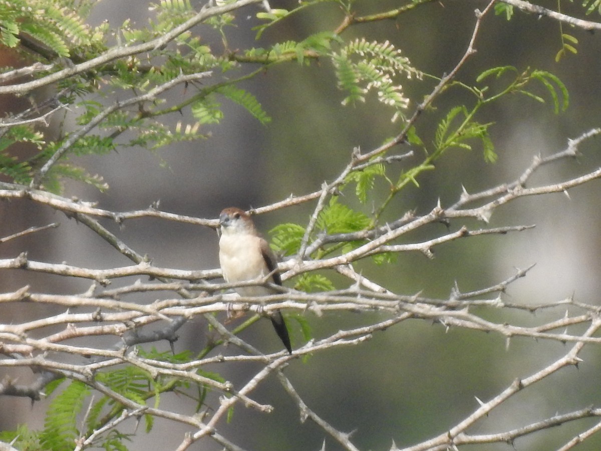 Indian Silverbill - Anjali Mullatti