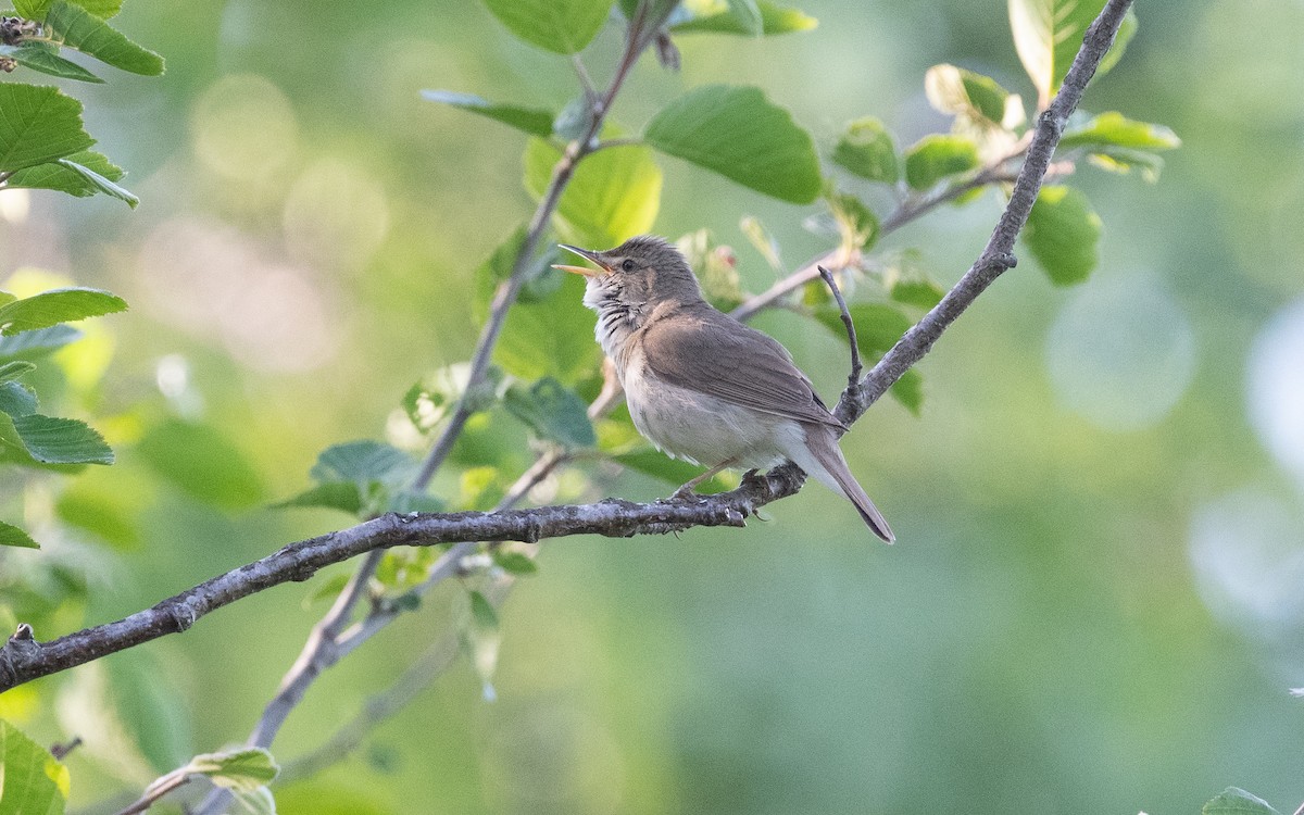 Blyth's Reed Warbler - ML613545263
