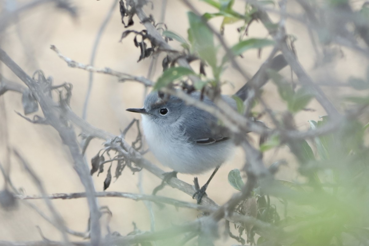 Blue-gray Gnatcatcher - ML613545264