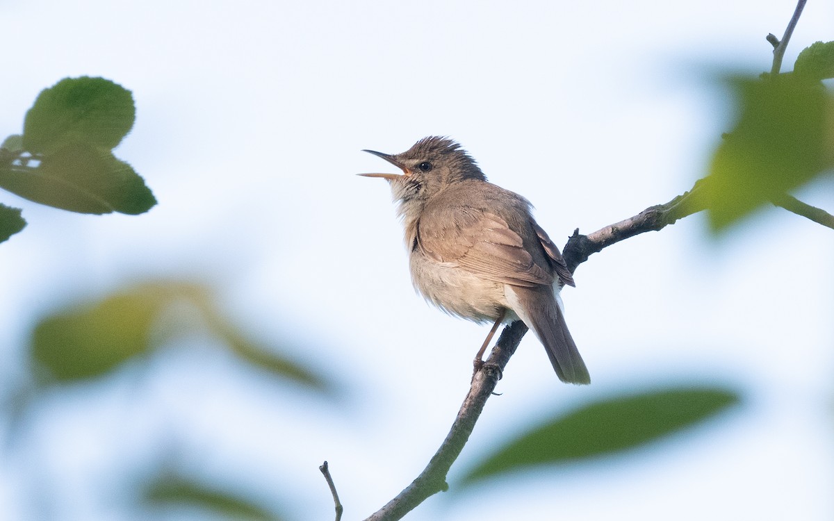 Blyth's Reed Warbler - ML613545266