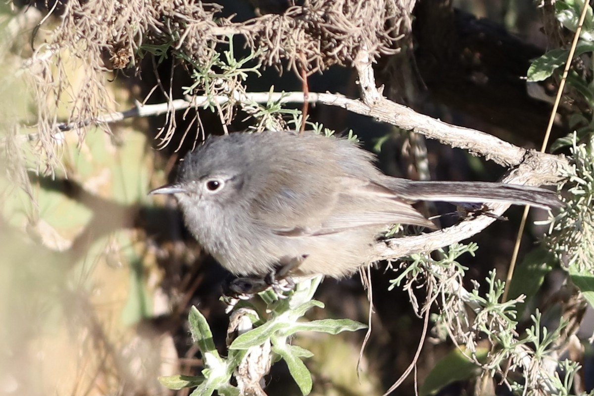 California Gnatcatcher - ML613545267