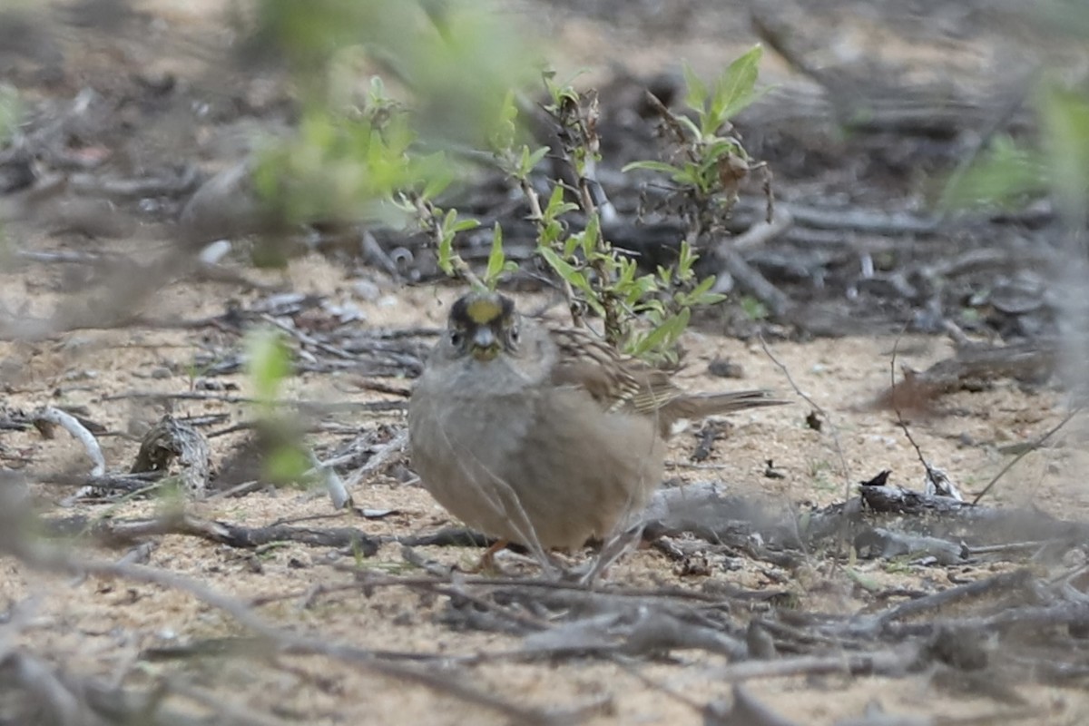 Golden-crowned Sparrow - ML613545270