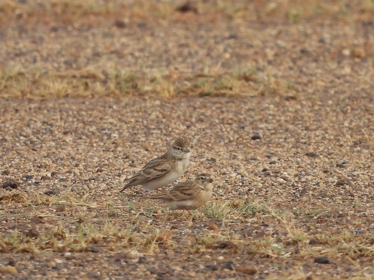 Terrera Común - ML613545292