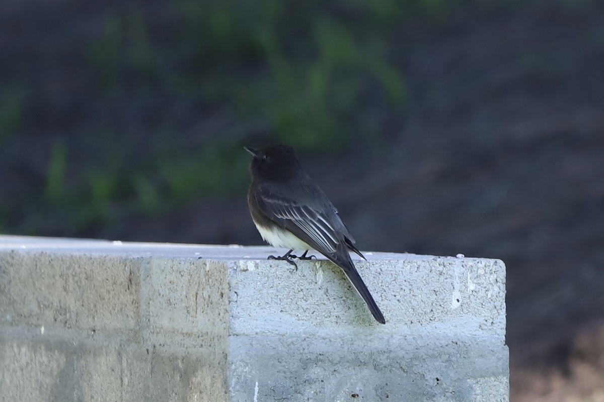 Black Phoebe - Emily Gambone