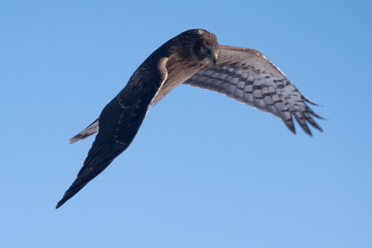 Northern Harrier - ML613545302