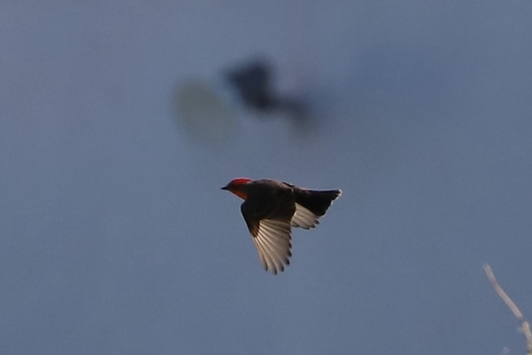 Vermilion Flycatcher - Emily Gambone