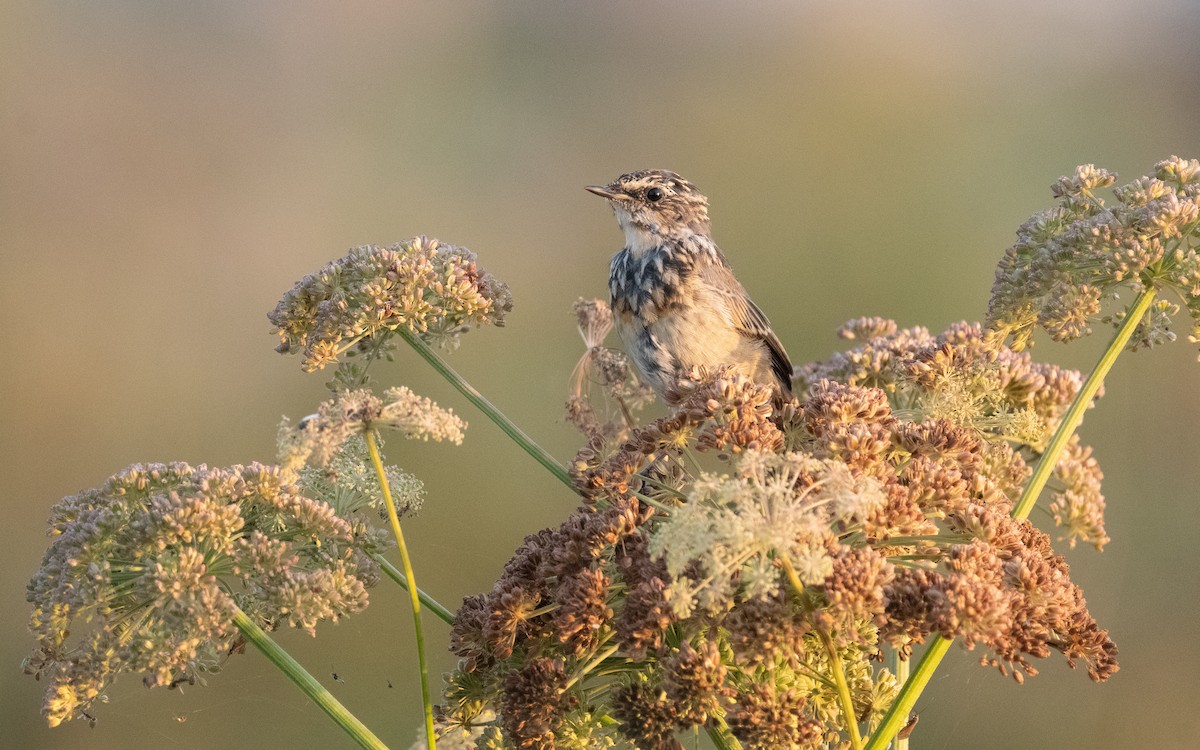 Bluethroat - ML613545525