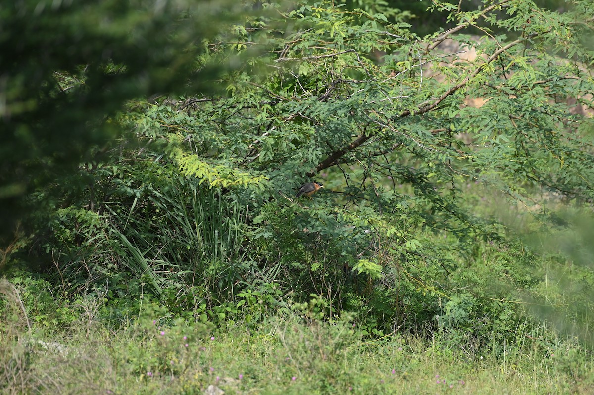 Brahminy Starling - ML613545782