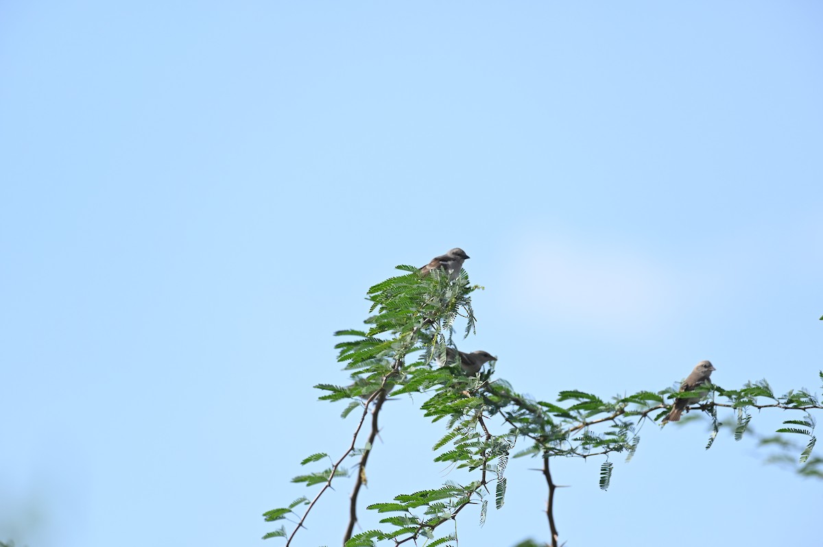 Yellow-throated Sparrow - ML613545804