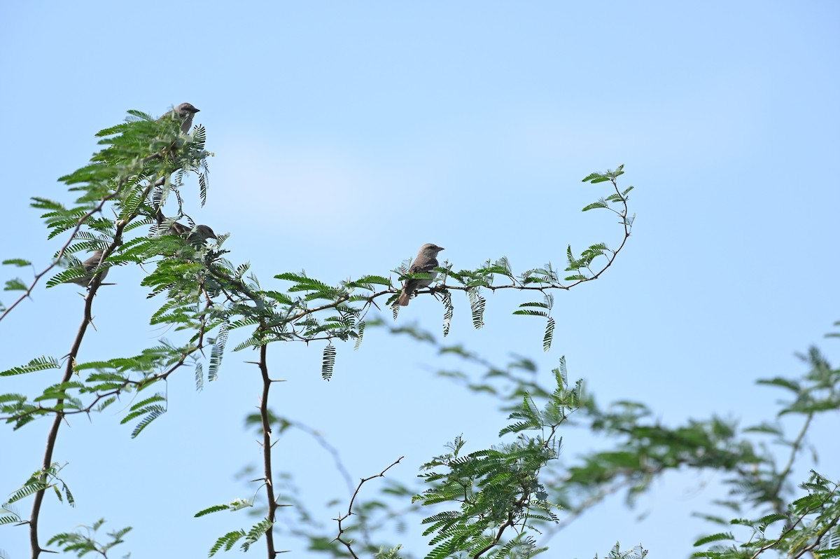 Yellow-throated Sparrow - ML613545807