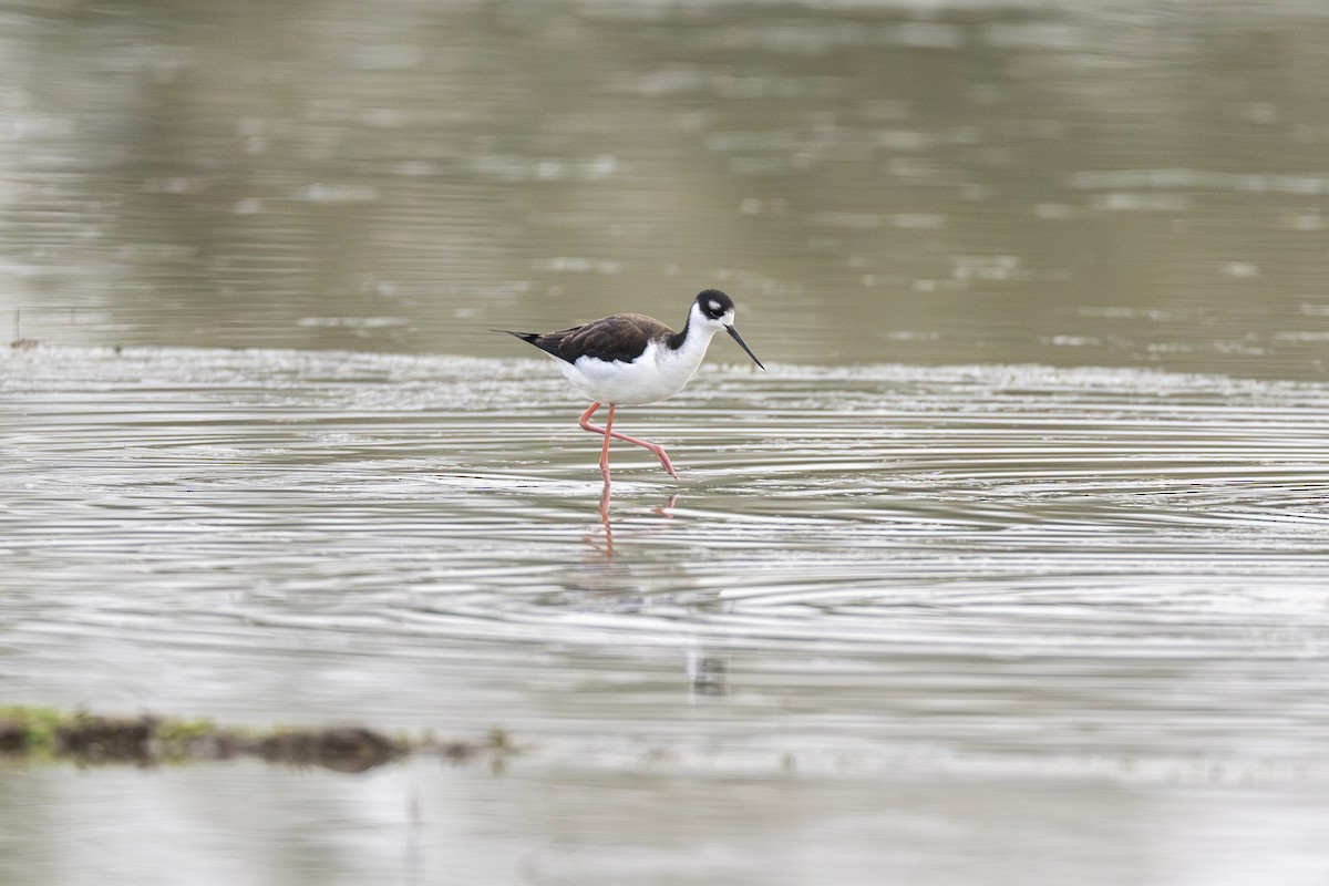 Black-necked Stilt - ML613545908