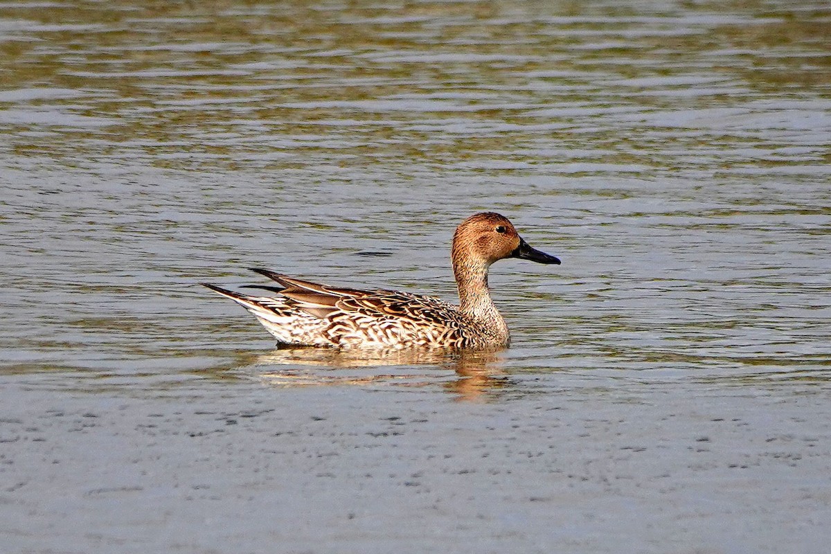 Northern Pintail - ML613545921