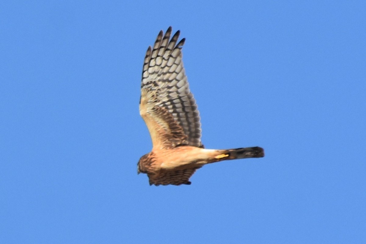 Northern Harrier - Davis Provan