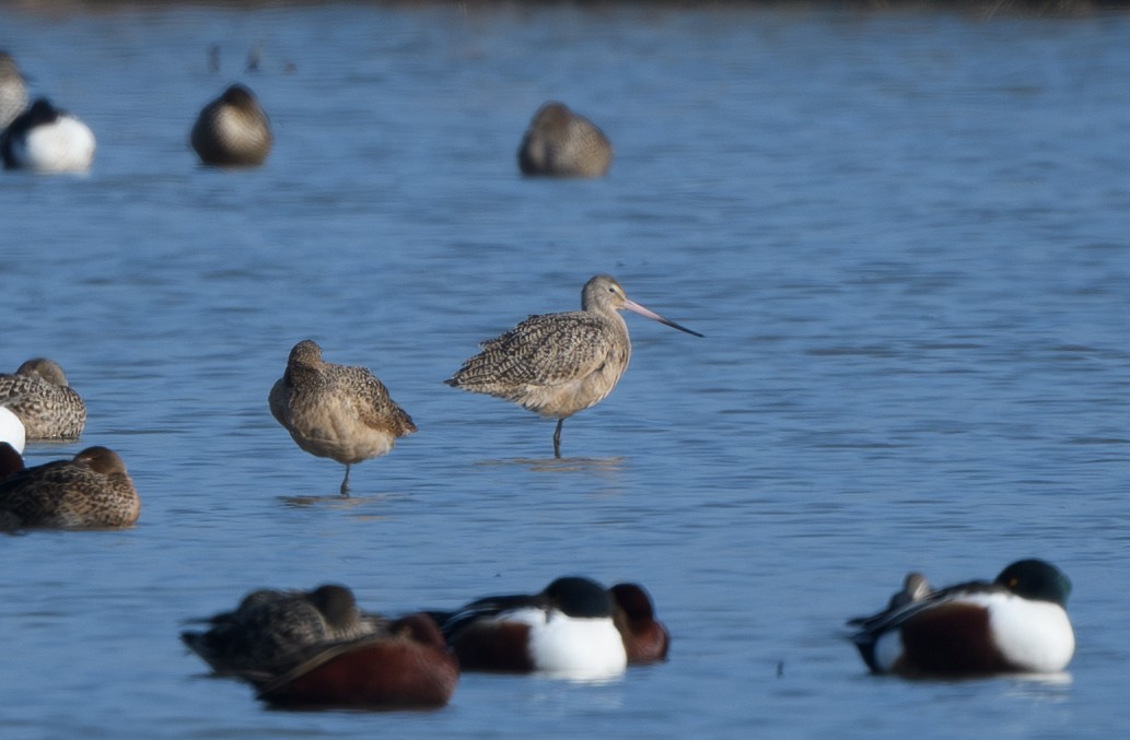 Marbled Godwit - ML613545965