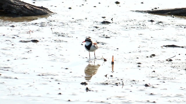 Black-fronted Dotterel - ML613546016