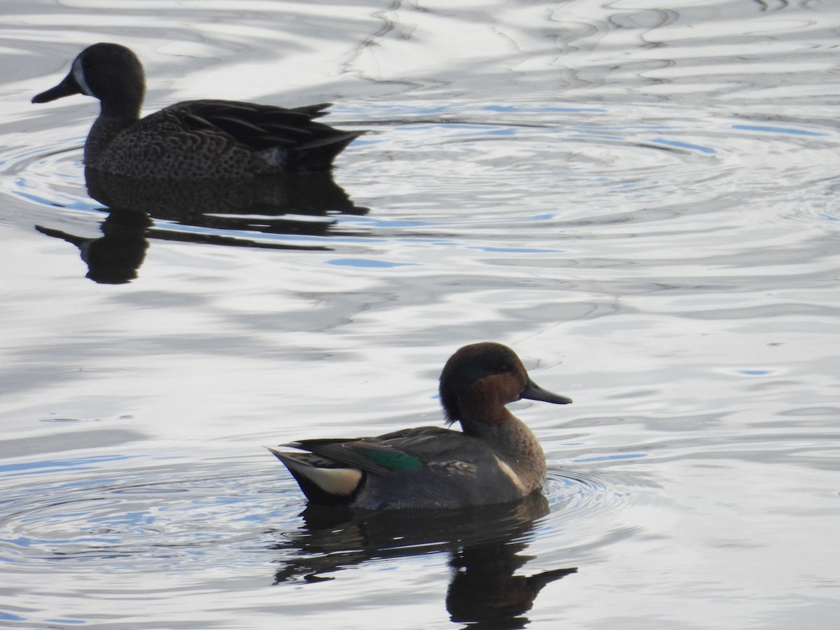 Green-winged Teal - ML613546045