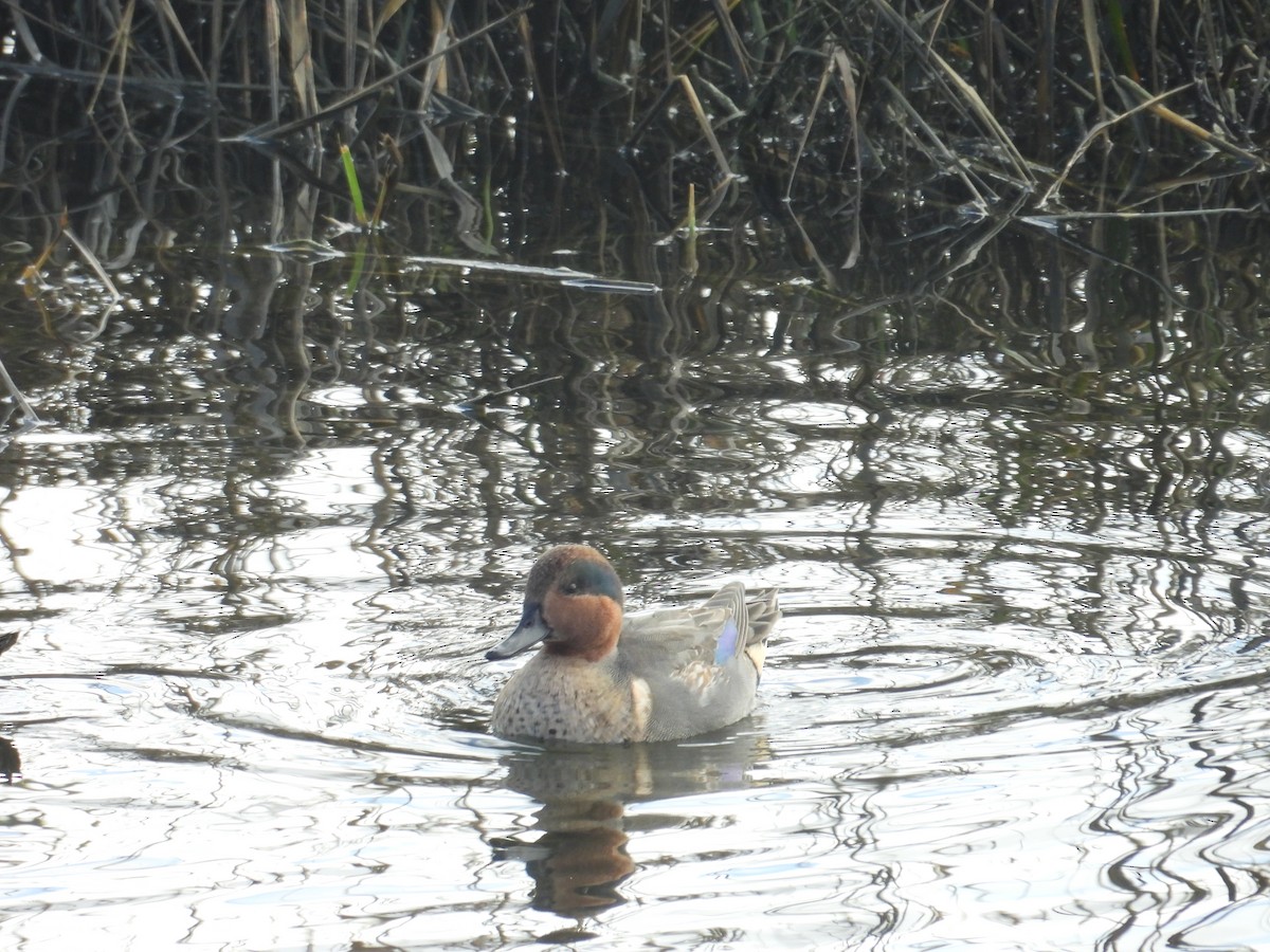 Green-winged Teal - ML613546084