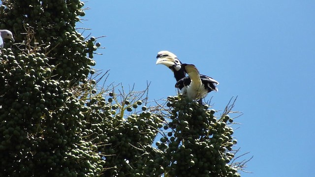 Oriental Pied-Hornbill - ML613546095