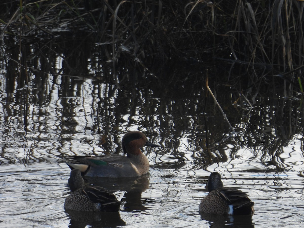 Green-winged Teal - ML613546109