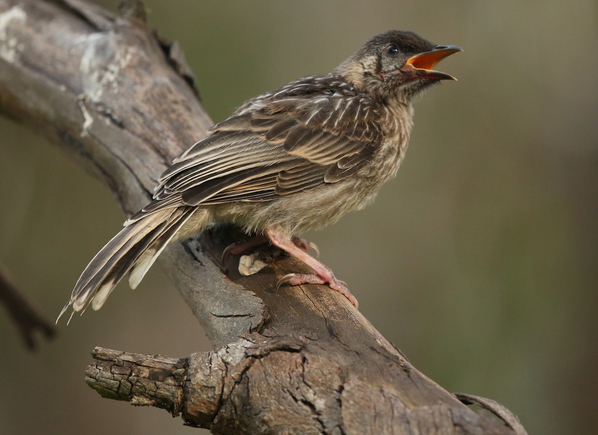 Red Wattlebird - ML61354611