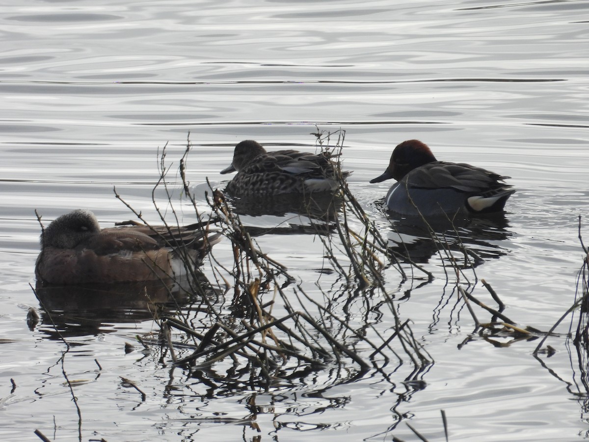 Green-winged Teal - ML613546127