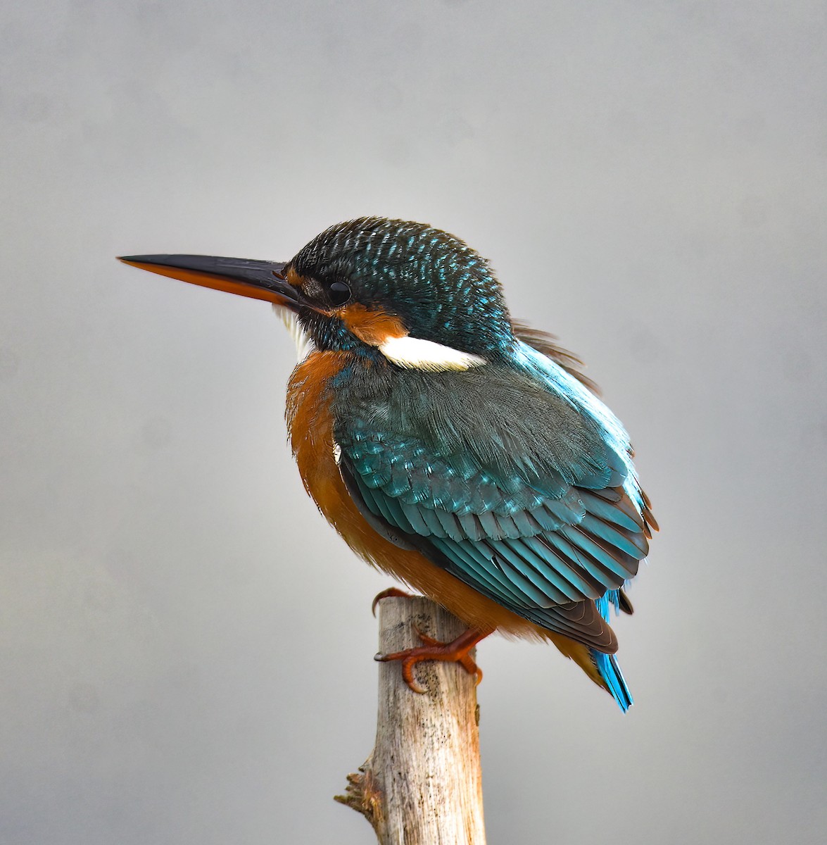Common Kingfisher - ML613546180