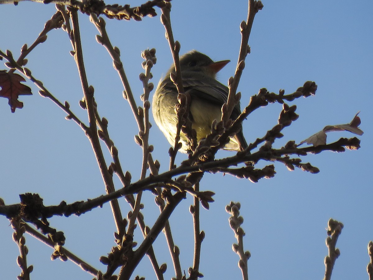 Greater Pewee - Robert Hansen