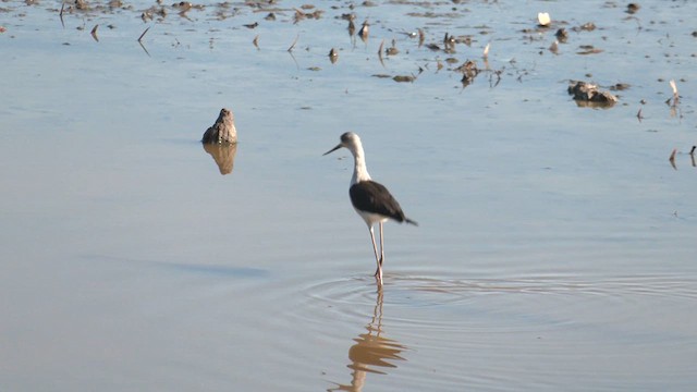 Pied Stilt - ML613546204