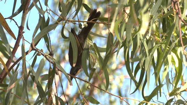 Singing Honeyeater - ML613546262