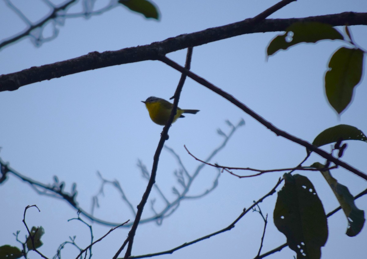 Gray-hooded Warbler - ML613546273