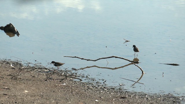 Red-kneed Dotterel - ML613546350