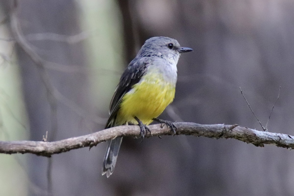 Western Yellow Robin - Ross Brown