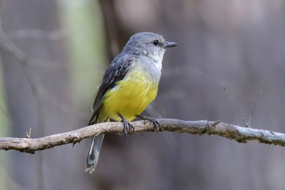 Western Yellow Robin - Ross Brown