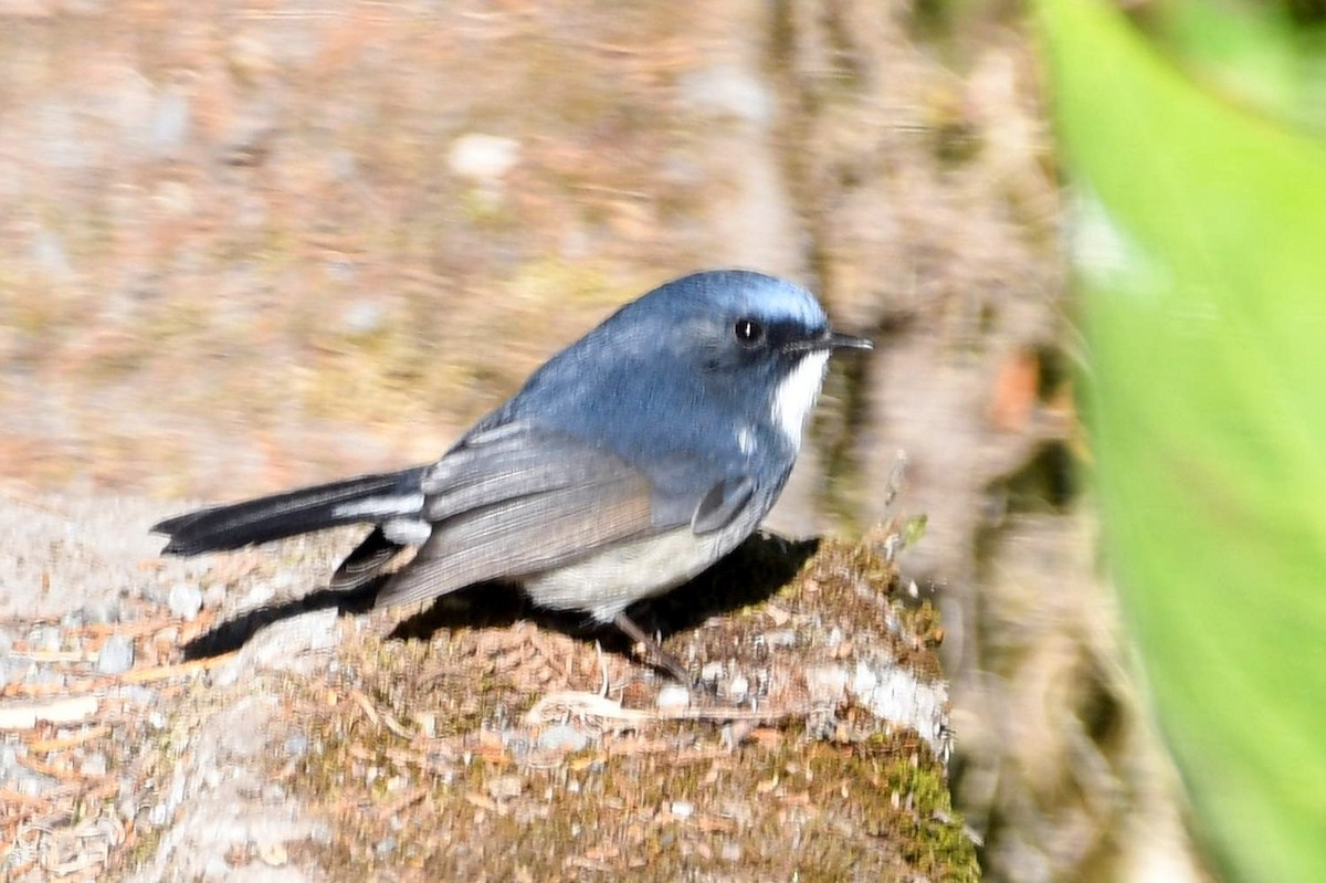 Slaty-blue Flycatcher - ML613546400