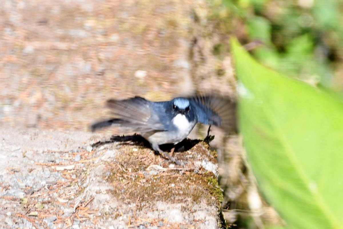 Slaty-blue Flycatcher - ML613546401