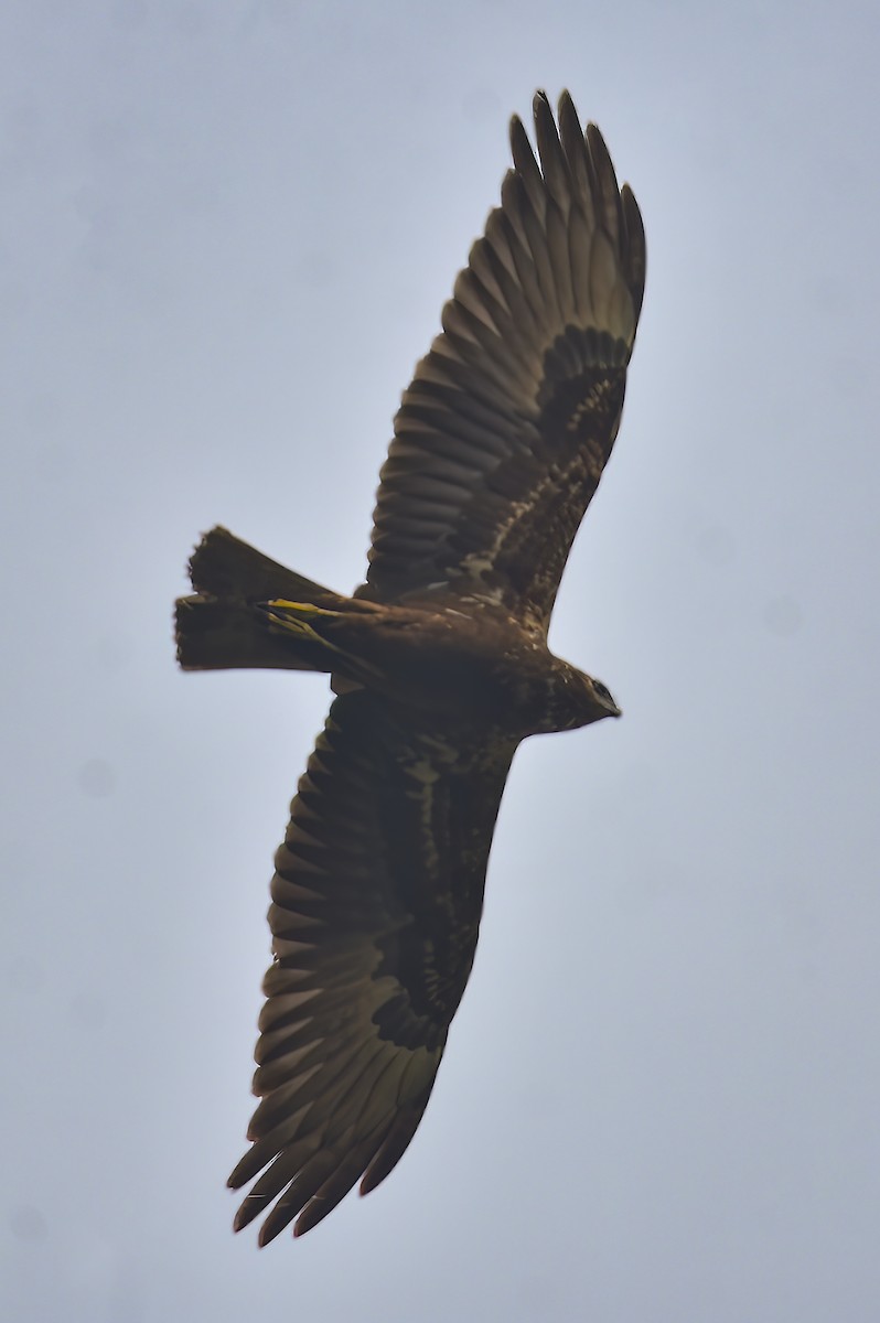 Western Marsh Harrier - ML613546416