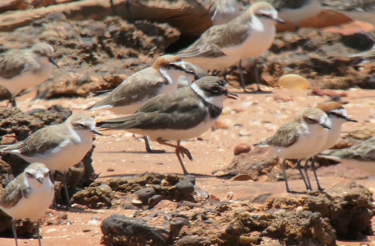 Common Ringed Plover - ML613546442